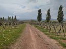 Vignes alsaciennes